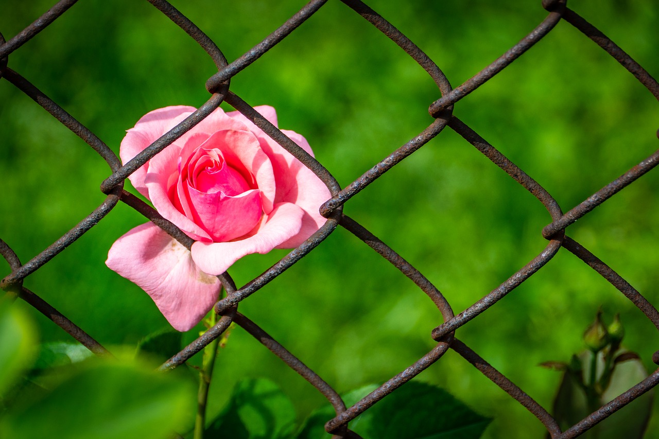 rose g33abc75b5 SamuelStonePixabayFREE
